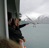 Feeding Gulls